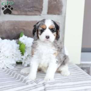 Chloe, Cavapoo Puppy